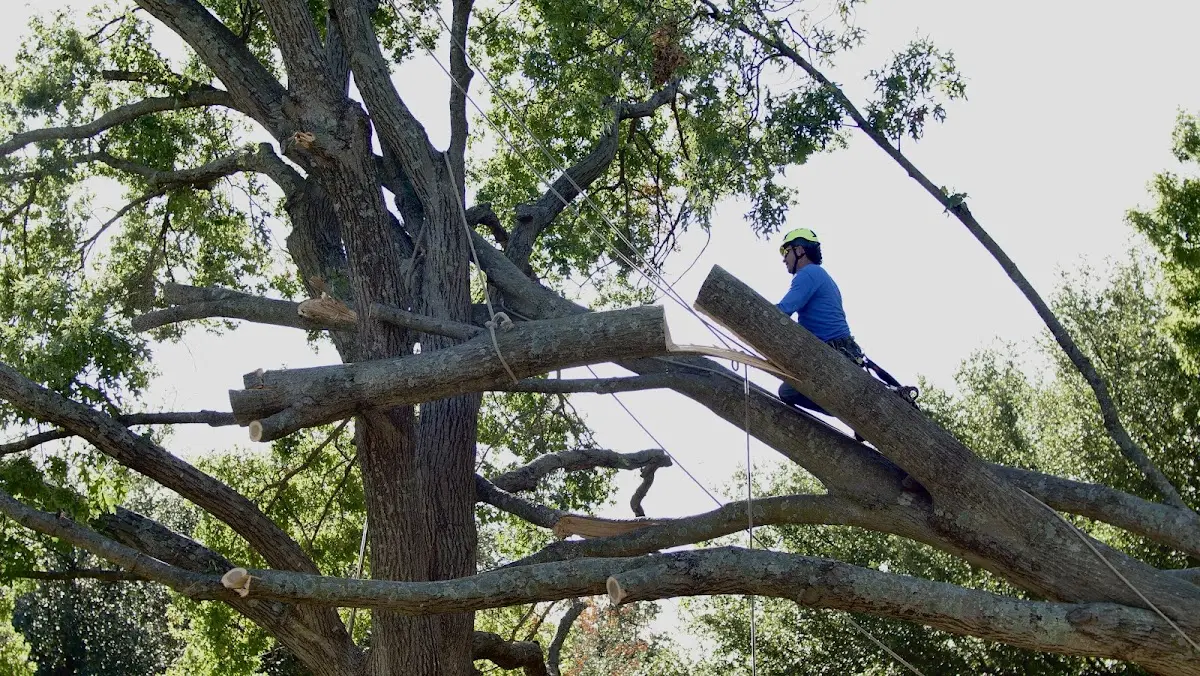 Professional Crown Thinning performed by certified arborists in Browns