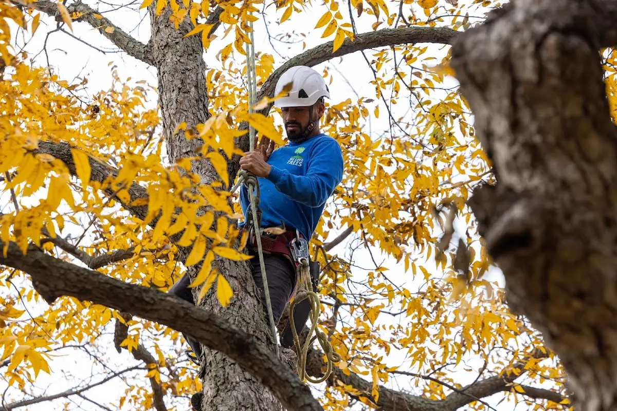 Skilled Dead Tree Removal crew working in Browns